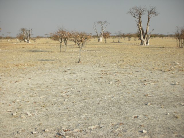 anareanamedspookiesforestithasmanyofthesefunnylookingwhitetreesethoshanationalparknamibia.jpg