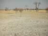 anareanamedspookiesforestithasmanyofthesefunnylookingwhitetreesethoshanationalparknamibia_small.jpg