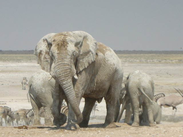 andthenthishugeelephantbullappeared.jpg