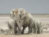 andthenthishugeelephantbullappeared_small.jpg