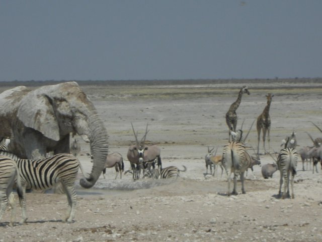 andthewaitingwentonandonandonfortheotheranimalsethoshanationalparknamibia.jpg