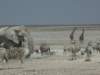 andthewaitingwentonandonandonfortheotheranimalsethoshanationalparknamibia_small.jpg