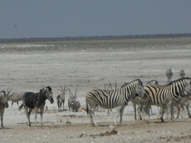 azebrawithoutstripswithmainlyblackfuritistheonlyoneweeversawlikethatethoshanationalparknamibia.jpg