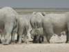 babyelephantsaresooocute_small.jpg