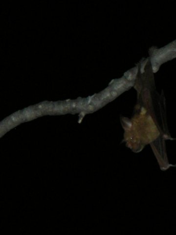 batswerealsowatchingtheactionaroundthewaterholeandeatingtheinsectsattractedbythespotlights.jpg
