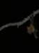 batswerealsowatchingtheactionaroundthewaterholeandeatingtheinsectsattractedbythespotlights_small.jpg