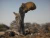 birdnestbuildingithousesmaybe100birdsethoshanationalparknamibia_small.jpg