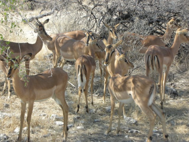 blackfacedimpalaaspeciesthatcanbeseenalmostonlyinethoshanationalparknamibia.jpg