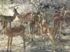 blackfacedimpalaaspeciesthatcanbeseenalmostonlyinethoshanationalparknamibia_small.jpg