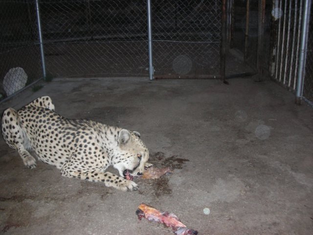 cheetahsandostrichesand.jpg