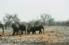 elephantsareplayful_small.jpg