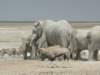 elephantsdrinkotherswait_small.jpg