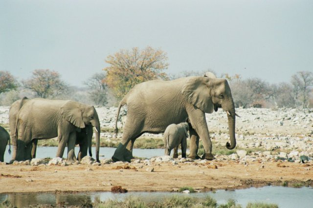 elephantshavetheirbreastsbetweenthefrontlegs.jpg