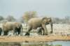 elephantshavetheirbreastsbetweenthefrontlegs_small.jpg