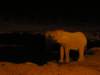 elephantsknowwherethefreshwaterenteresthewaterhole_small.jpg