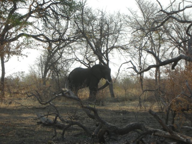 enteringnamibiawewerewithinthemahangogamereserveanddidalittledetouronwhichwesawourfirstelephantinthiscountry.jpg