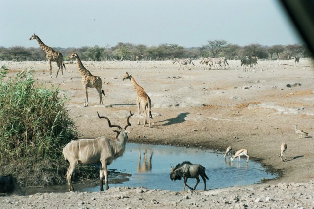 ethoshanationalparknamibia2.jpg