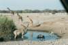 ethoshanationalparknamibia2_small.jpg