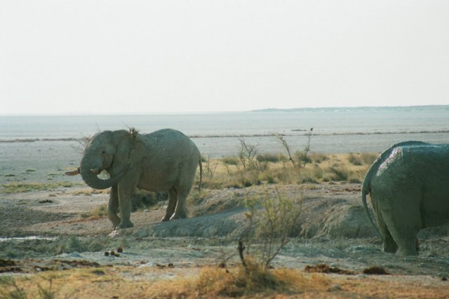 ethoshanationalparknamibia3.jpg