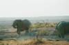 ethoshanationalparknamibia3_small.jpg