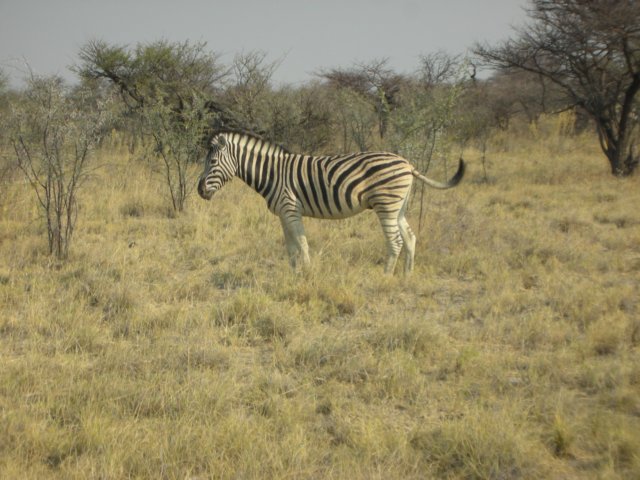 ethoshanationalparknamibia4.jpg