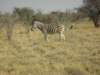 ethoshanationalparknamibia4_small.jpg