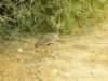 ethoshanationalparknamibia5_small.jpg