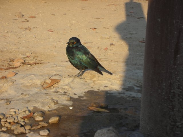 ethoshanationalparknamibia6.jpg