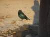 ethoshanationalparknamibia6_small.jpg