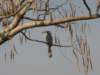 ethoshanationalparknamibia7_small.jpg