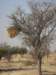 ethoshanationalparknamibia9_small.jpg