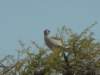 ethoshanationalparknamibiaisalsopopularforbirdwatching_small.jpg