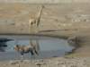 etoshaisadryareasoallspeciescometogetheratthewaterholesasheregiraffesecretarybirdwarthogandoryx_small.jpg