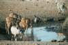 etoshanationalparknamibia_small.jpg