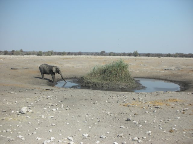 everyonehashistechnicfordrinkingethoshanationalparknamibia.jpg