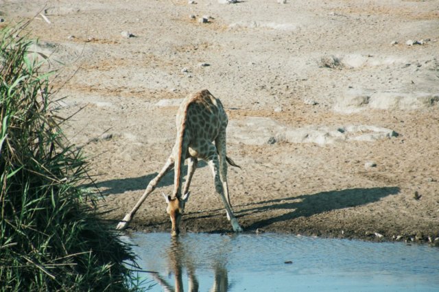 giraffesareveryvulnerablewhendrinking.jpg