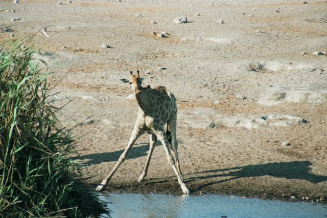 giraffesrequirealotoftimefordrinkingastheystopintheslightestuncertaintyforexamplewithasound.jpg