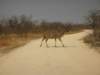 greaterkuduethoshanationalparknamibia_small.jpg