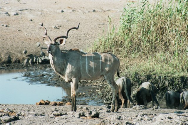greaterkuduitisafricas2ndtallestantelopethemassivespirallinghornsaremuchsoughtafterbytrophyhunters.jpg