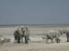 hechasedallotherelephantsawayandstoodintothewaterhole_small.jpg