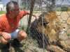 heisthehealthiestandprobablymostbeautifullionwesawonourafricatripbutalsotheonlyonenotinthewild_small.jpg
