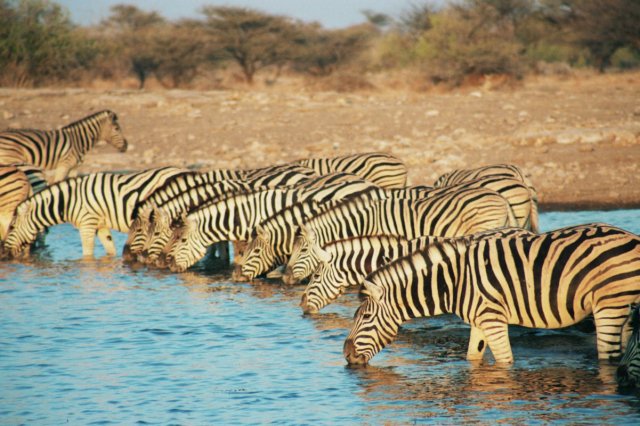 intheeveningwedidnotseemuchactionbutinthemorningmanyzebrascamenamutonirestcampetoshanationalparknamibia.jpg