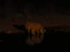 latermorerhinoscametothehalaliwaterholeethoshanationalparknamibia_small.jpg