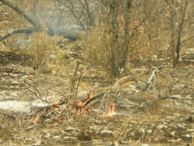 likeelsewhereinafricawealsosawbushfiresinetoshanationalparknamibia.jpg