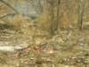 likeelsewhereinafricawealsosawbushfiresinetoshanationalparknamibia_small.jpg