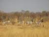 mahangogamereservenamibia3_small.jpg