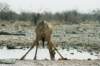 malegiraffesgrowupto52mandweightupto1400kg_small.jpg
