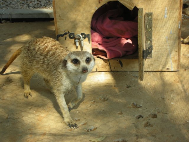 mongoose.jpg