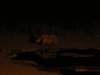 motherandbabyrhinoathalalirestcampethoshanationalparknamibia_small.jpg