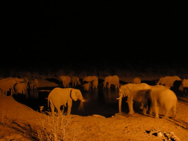 nightshowathalalirestcampwaterholeethoshanationalparknamibia.jpg